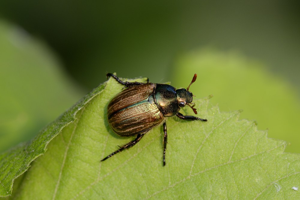 Mimela junii junii, Rutelidae